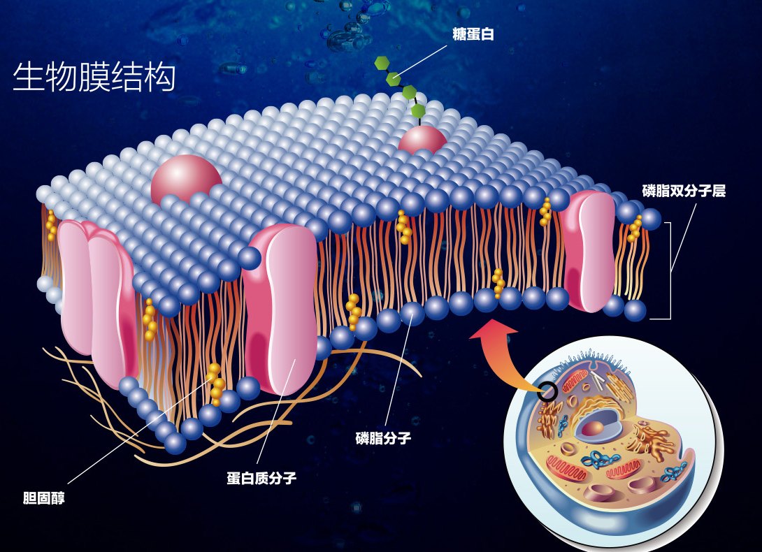 Diagram of biological membrane structure: glycoprotein, phospholipid bilayer, phospholipid molecule, protein molecule, cholesterol